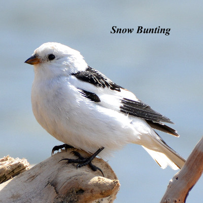 Snow Bunting